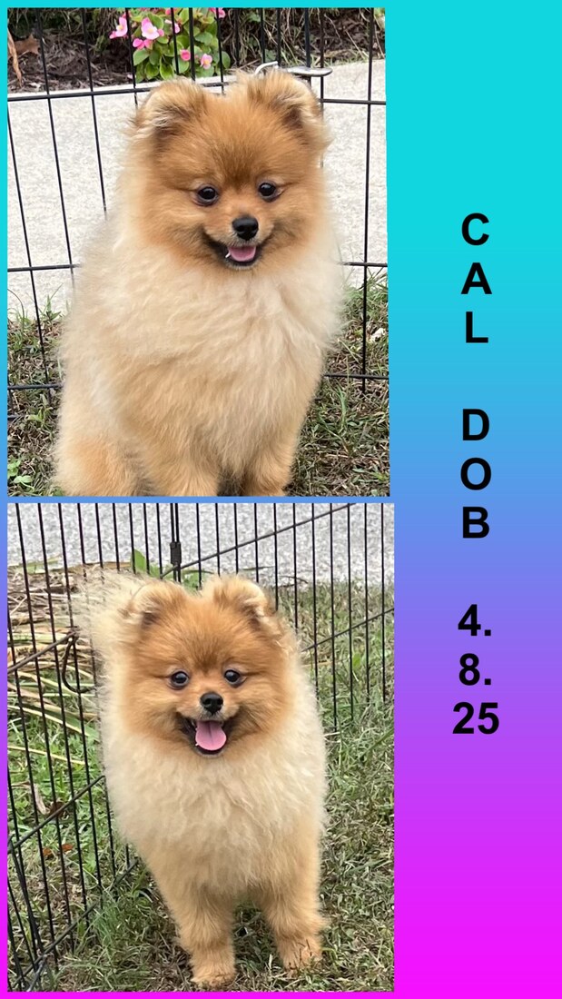 YKnots Shadow Oracle of Kasmir (Cal)