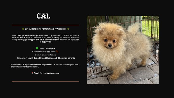 **PENDING** YKnots Kasmira’s Oracle  (Cal)