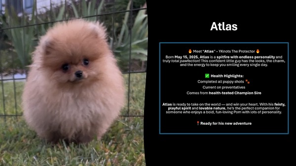 YKnots The Protector  (Atlas)
