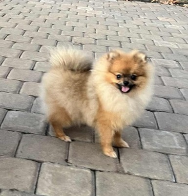 YKnots Strike a Pose "Posey"