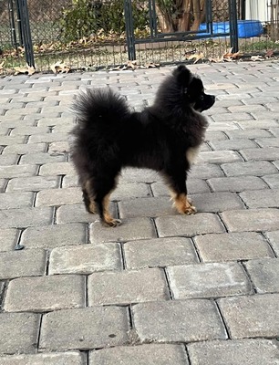 YKnots Tennessee Whiskey "Amber"