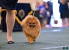 CH YKnot Be Easy (Ginger)
